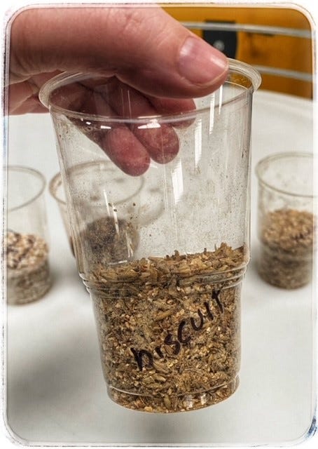 Image of a plastic cup filled half way with malted barley