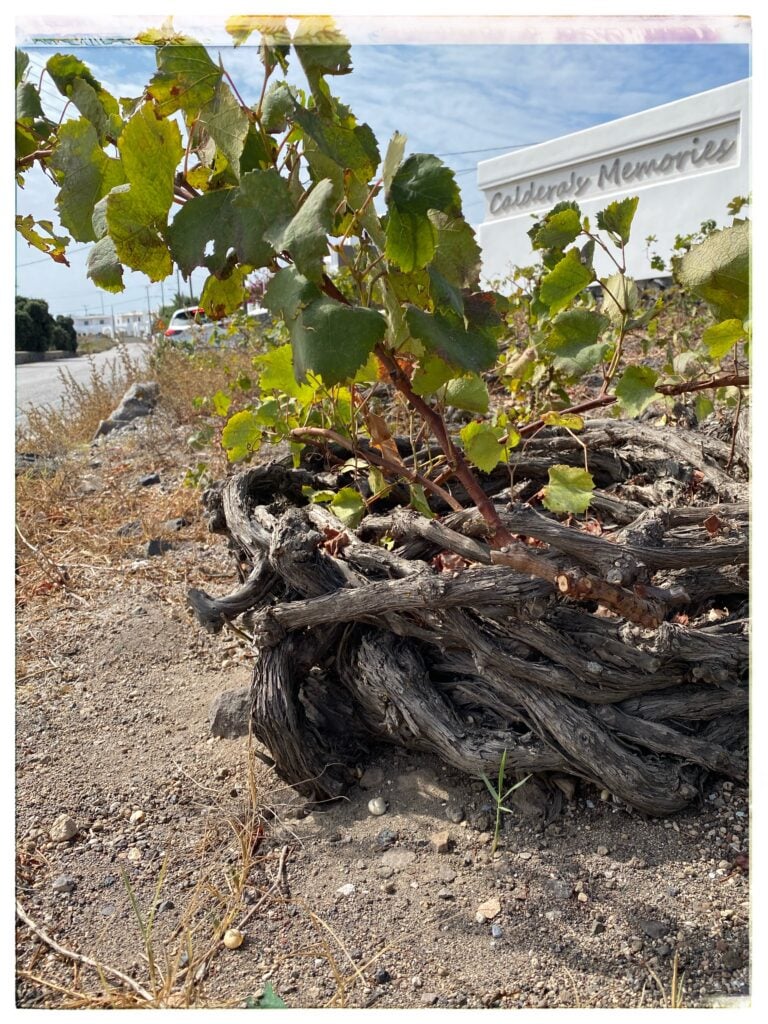 Image of a traditional vine in Santorini, Greece