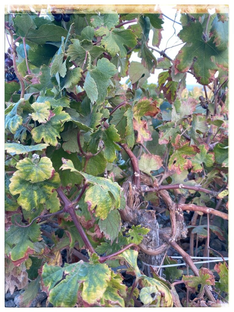 Image of a modern vine in Santorini, Greece