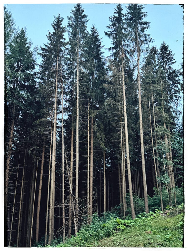 Image of a forrest in Bohemia