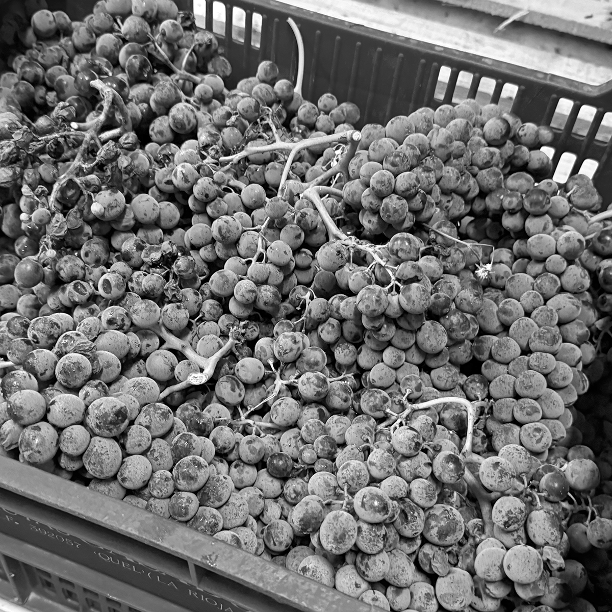 Image of harvested grapes ready to be pressed