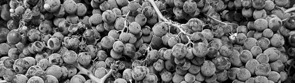 Image of harvested red grapes