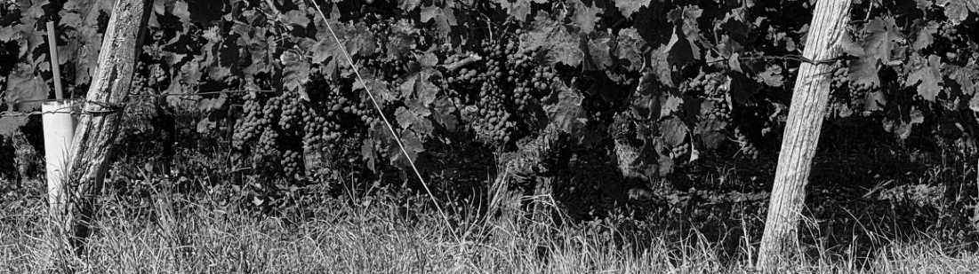 Image of a row of vines in a Spanish vineyard