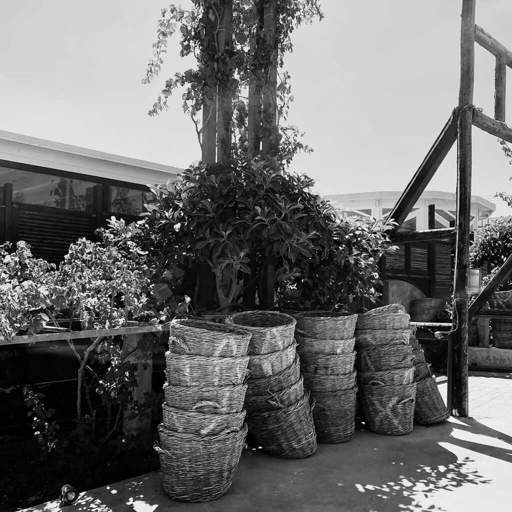 Image of vinyard baskets in Greece